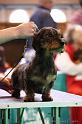 Crufts2011_2 1163